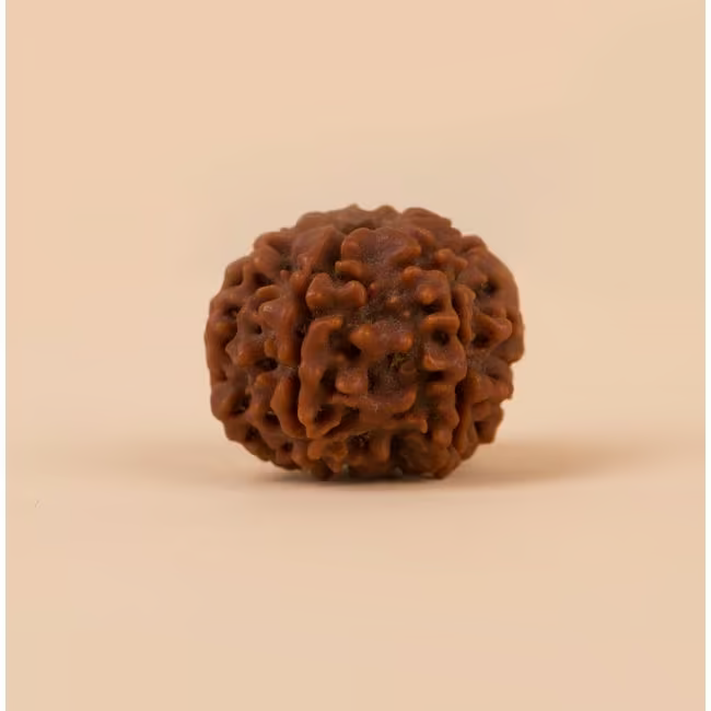Shanmukhi Rudraksha